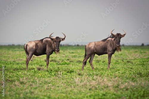 Fototapeta Naklejka Na Ścianę i Meble -  Portrait of grazing wildebeests  great migration of on the boarder of Kenya and Tanzania savanna Serengeti and Masai mara