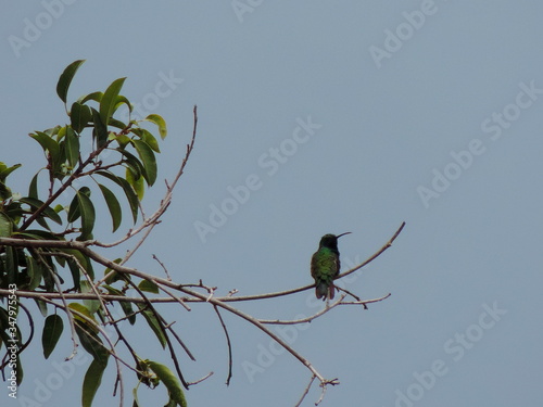 COLIBRÍ