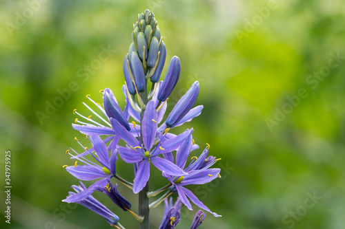 Camassia flower with a green background photo