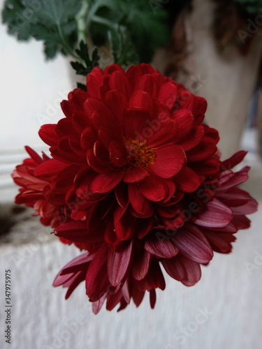 FLOR
