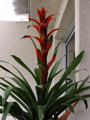 FLOR