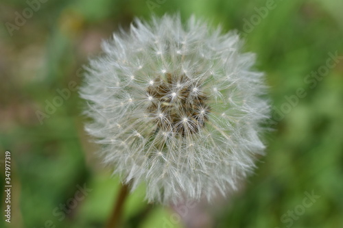 Whole dandelion seed head (Taraxacum Officinale) on a blurred green background