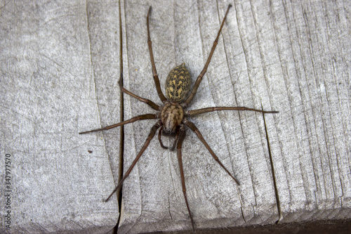 Flatly view giant house spider on wood