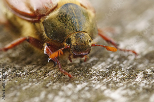Portrait of a May Beetle