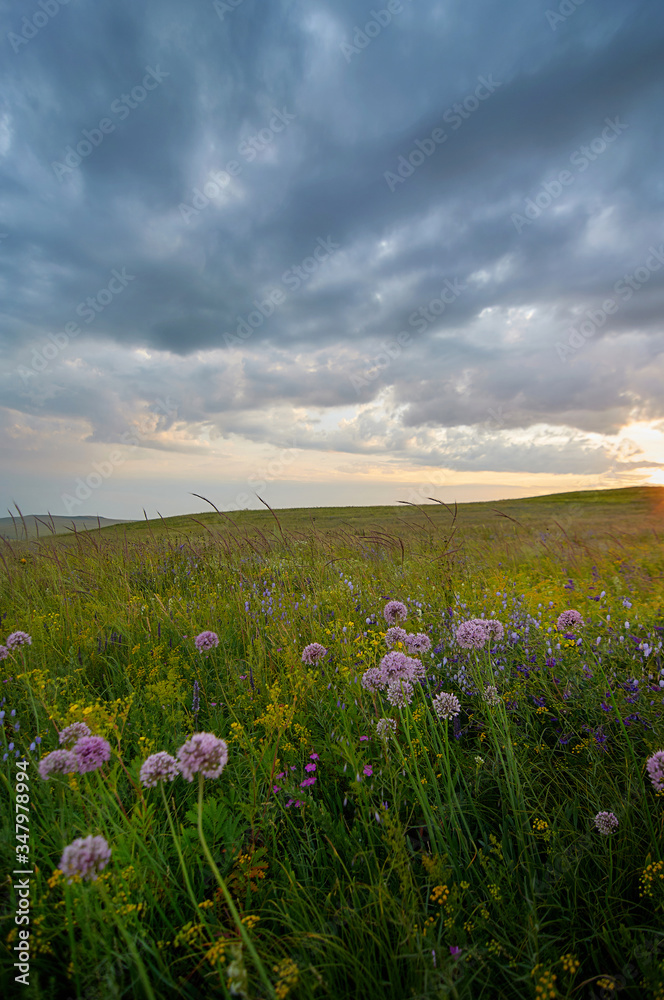 Fields of flowering grass under the evening sky. Zabaykalsky Krai. Russia.
