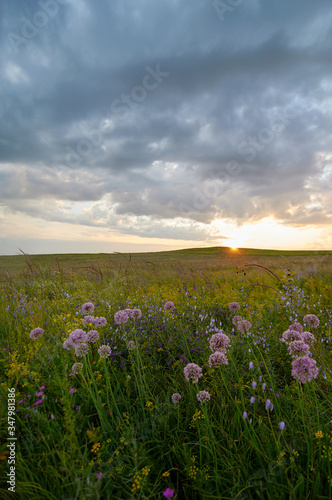 Fields of flowering grass under the evening sky. Zabaykalsky Krai. Russia.