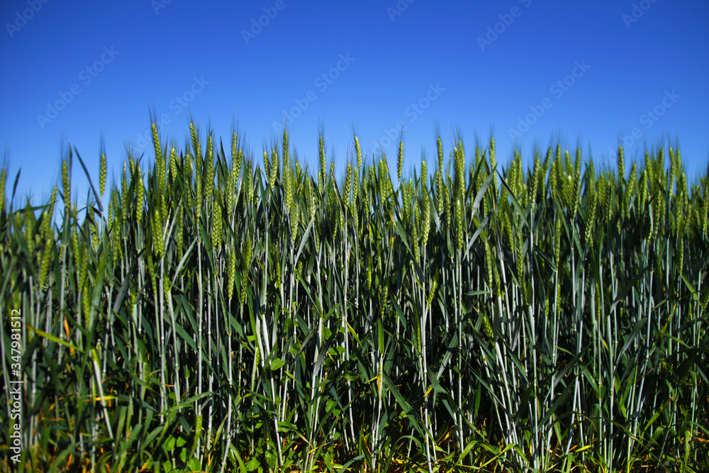 Campo di grano acerbo