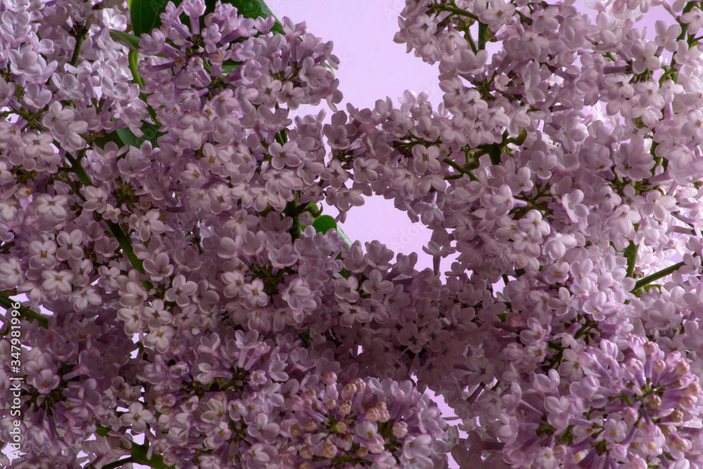 Spring flowers - purple lilac 