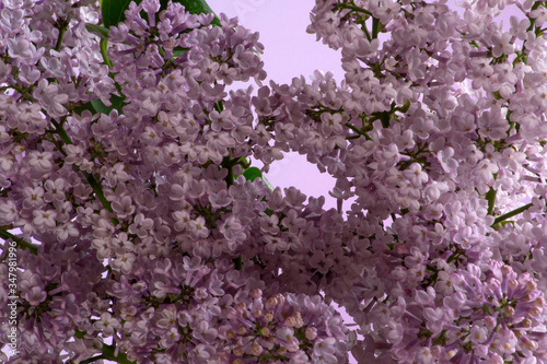 Spring flowers - purple lilac  © Светлана Трубаева
