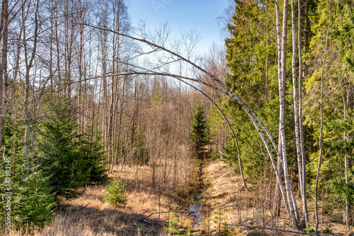 Beautiful spring mixed forest with long thin birch trees than bend down, no leaves on tree yet. Clear blue sky, no clouds, little forest creek flows in the middle