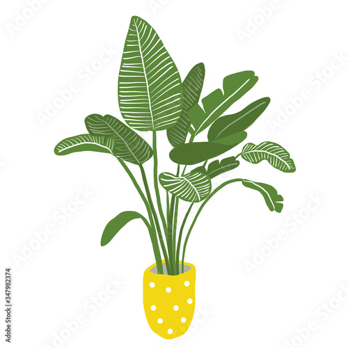 vector illustration of house plant on white background. 