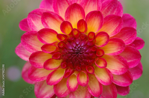 Pink and yellow dahlia flower