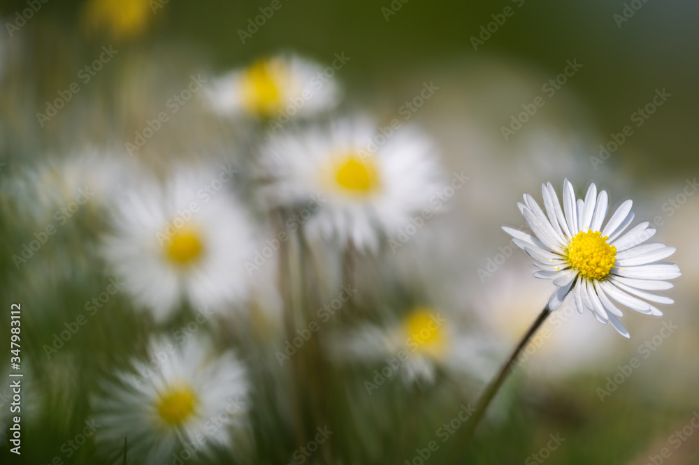 Spring meadow of daisy flowers