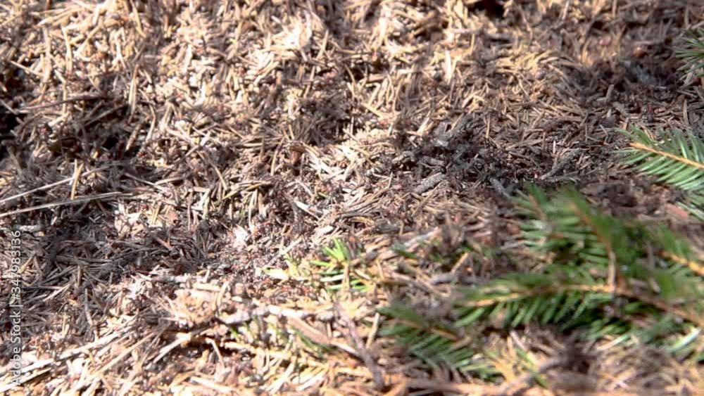 Ants nest. Fire ants crawling on the ant hill in the woods sunny day