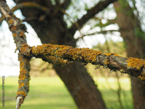 Fototapeta Naklejka Na Ścianę i Meble -  Branch