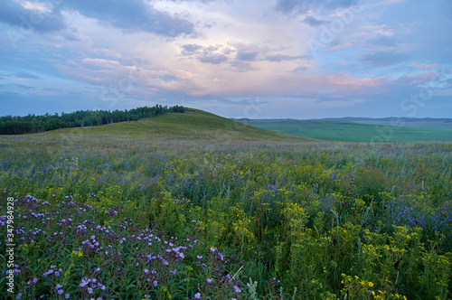 Fields of flowering grass under the evening sky. Zabaykalsky Krai. Russia.