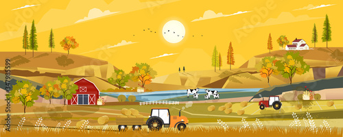 Autumn landscape with sunrise view on harvested field with farmhouse,tractor, wood barn,cows and straw bales in the countryside,Panorama view of farmlands in fall season with orange foliage.