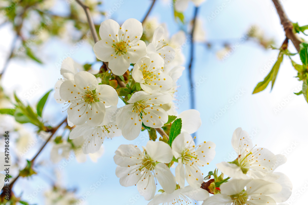 White cherry blossoms on a branch against a blue sky White cherry blossoms on a branch against a blue sky