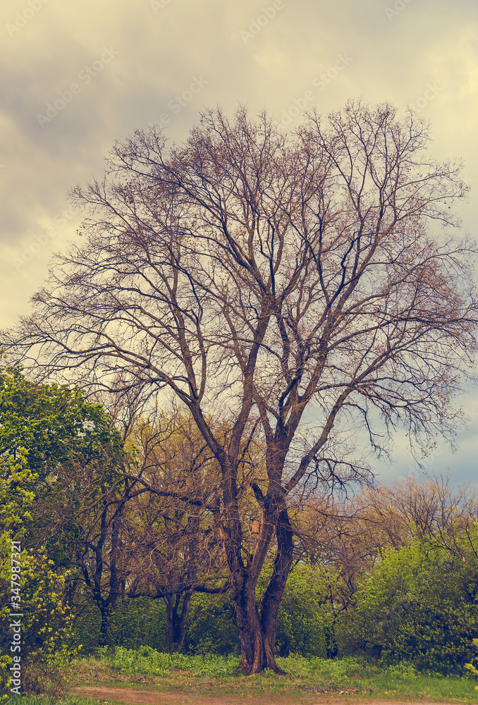 view on different forest trees in the spring