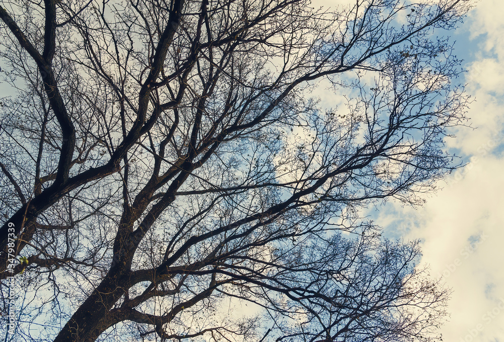 Obraz premium abstract dry bare tree branch background