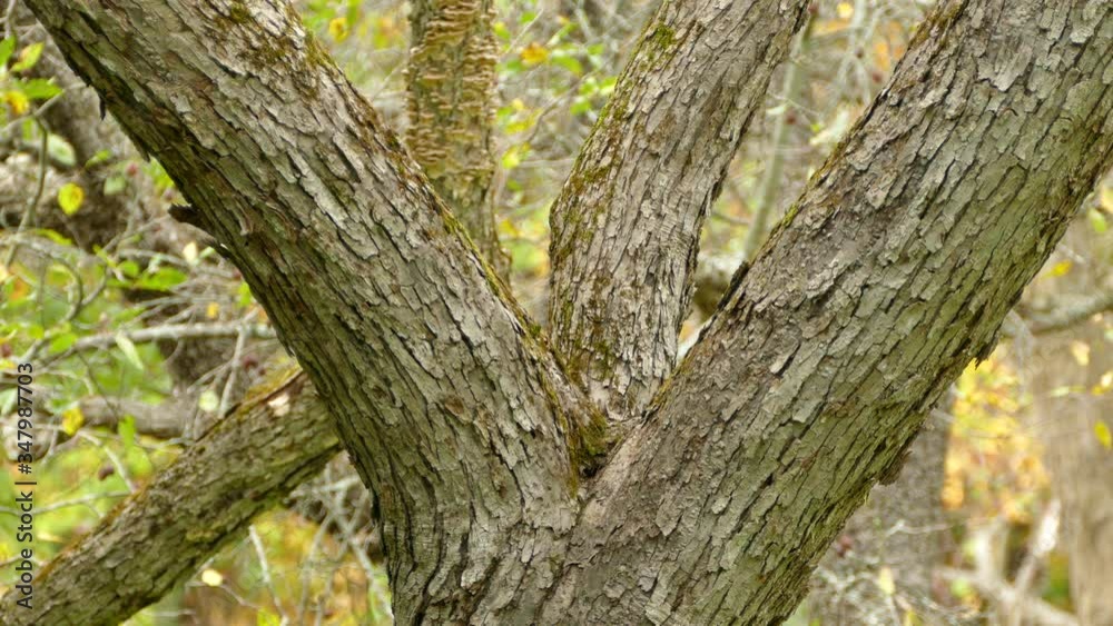 Hairy woodpeckers hopping up a tree trunk Hairy woodpeckers hopping up a tree trunk