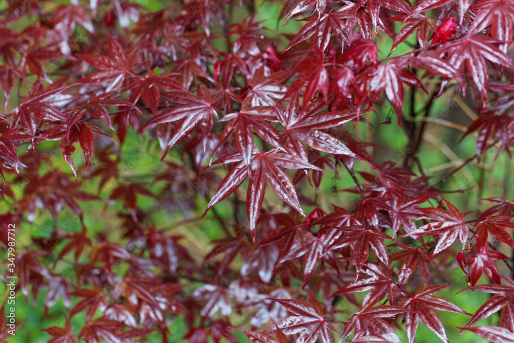 Red leaves of a Japanese maple, Acer palmatum. Red leaves of a Japanese maple, Acer palmatum.