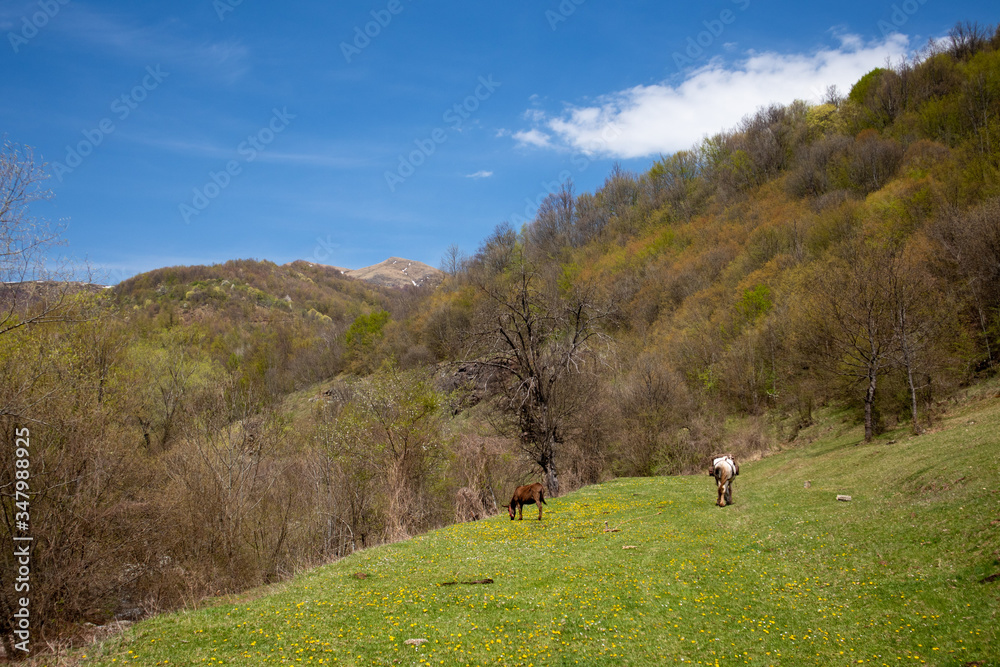 Forests and meadows on old mountain (stara planina) in serbia