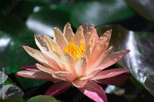 Nymphaea wanvisa water lily lake