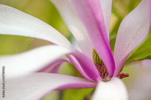 Artistic close up of one pink and white magnolia flower with the central stamens and flowing petal forms. Beautiful pastel colours. 