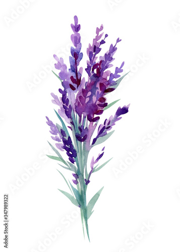Bouquet of lavender flowers on a white background  watercolor hand drawing  botanical painting.