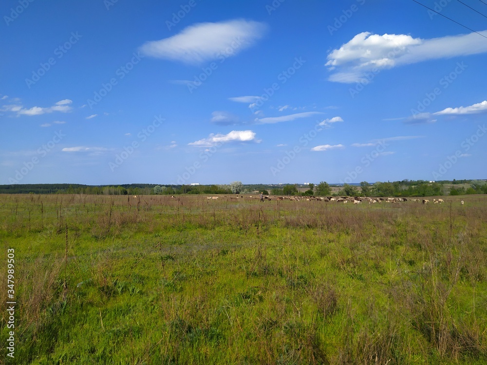 grass and sky grass and sky