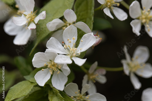 Flowers of a Toringo crabapple, Malus sieboldii. photo