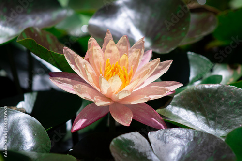 Nymphaea wanvisa water lily lake