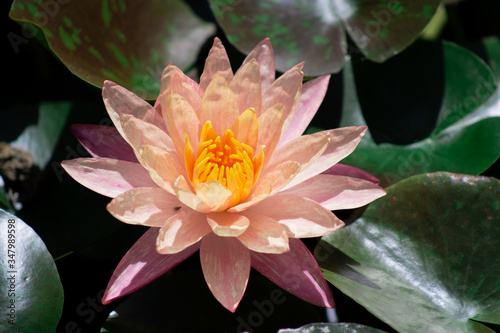 Nymphaea wanvisa water lily lake