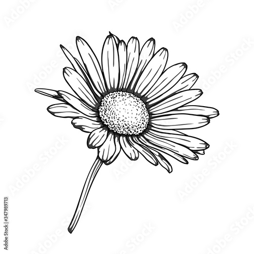beautiful monochrome, black and white daisy flower isolated. for greeting cards and invitations of the wedding, birthday, Valentine's Day, mother's day and other seasonal holiday