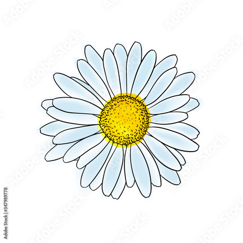 beautiful doodle sketch daisy flower with outline, isolated. for greeting cards and invitations of the wedding, birthday, Valentine's Day, mother's day and other seasonal holiday