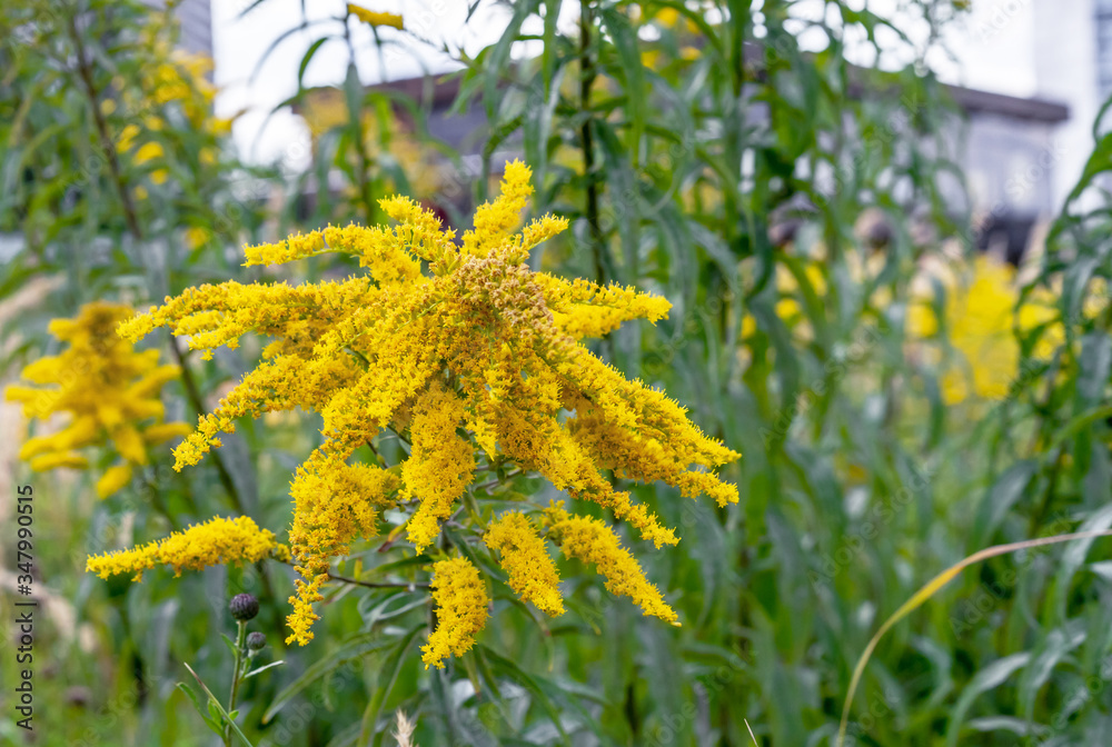 Obraz premium Yellow Canadian Goldenrod or Lat. Solidago canadensis.