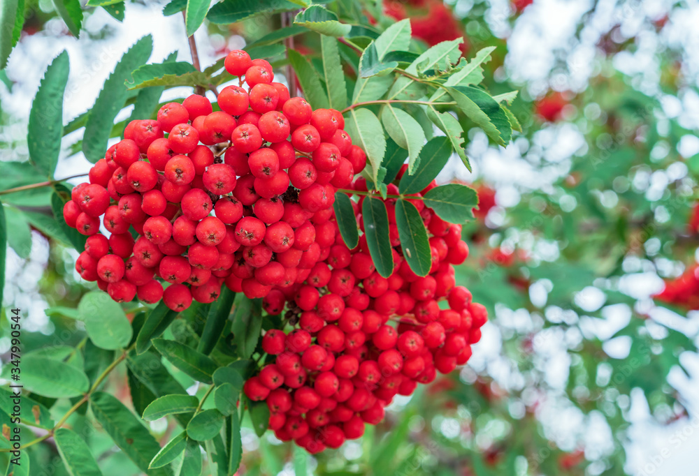 Red rowan berries. Clusters of red rowan berries. Red rowan berries. Clusters of red rowan berries.