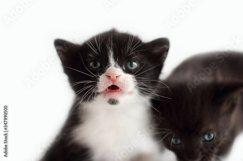 Two little kittens, on a white background. Funny black and white kitten and black. Young cute animals per month.