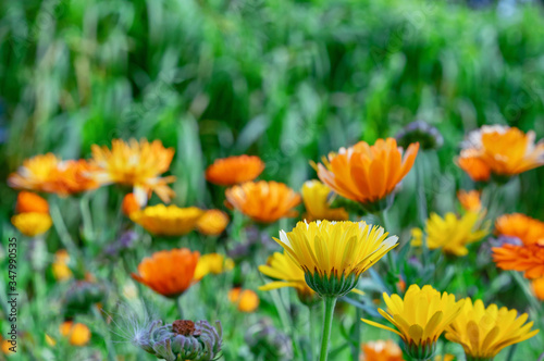 Yellow and orange calendula flowers in the autumn garden. Marigold flower.