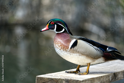 Male wood duck