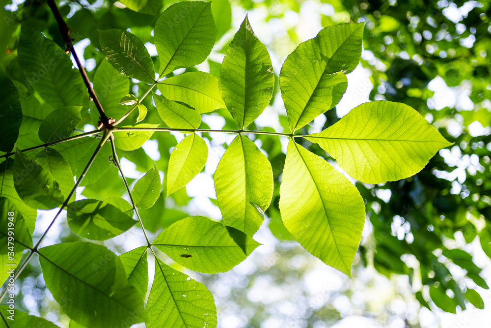 summer color in the nature