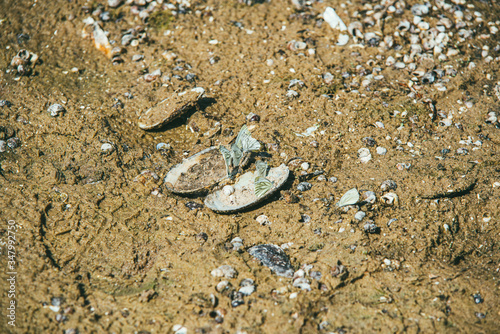 Dry sandy river Bank with large number of snails on the sand illuminated by the bright spring sun. Group of white butterfly sits on the shells