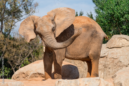 Canvas Print Elephant standing on stones. Green on the background.