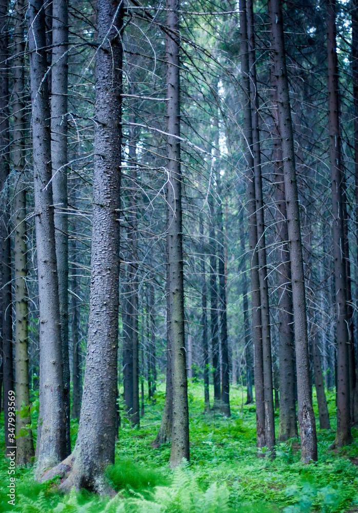 Fototapeta premium forest in autumn