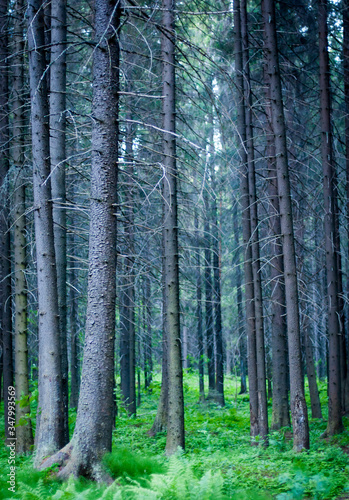 forest in autumn