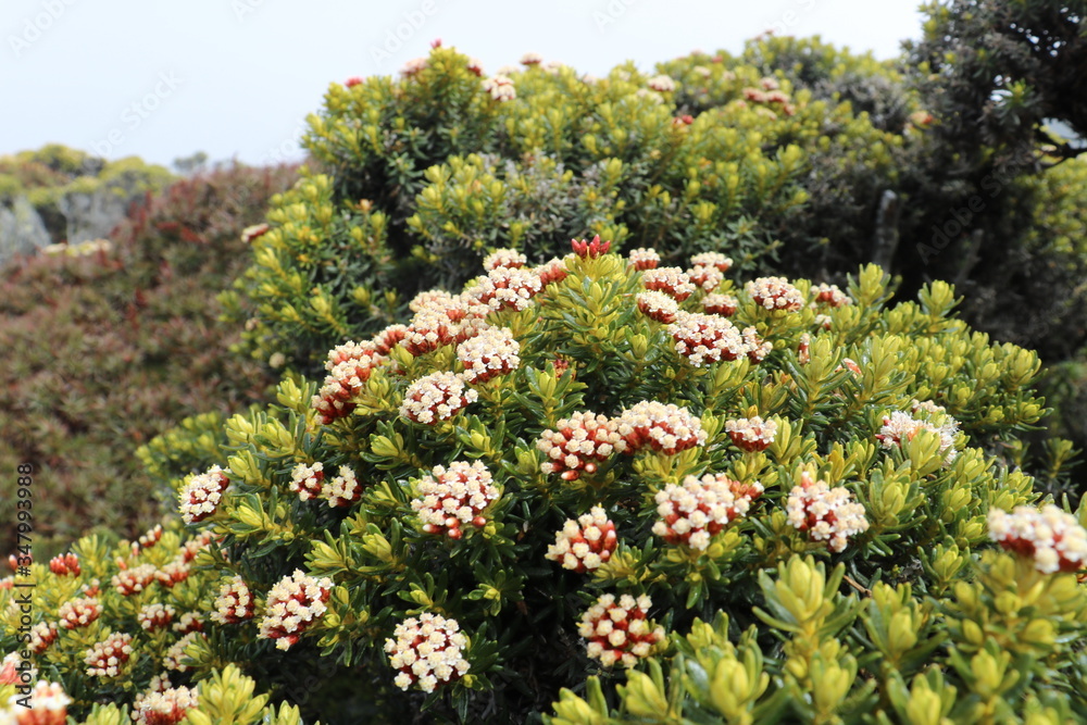 Obraz premium Blooming buds of Australian Bushfires