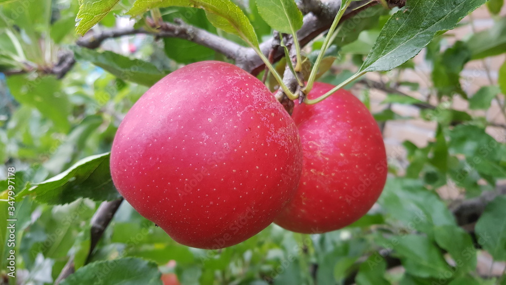 Bright red apples on apple tree branch