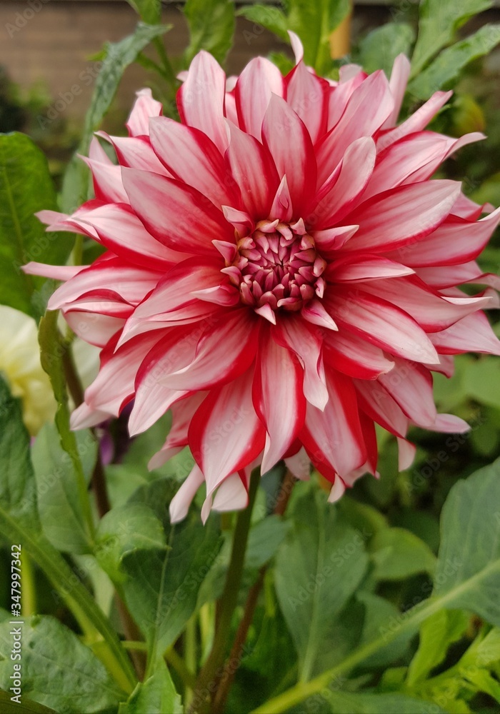 Close up of beautiful dahlia flower