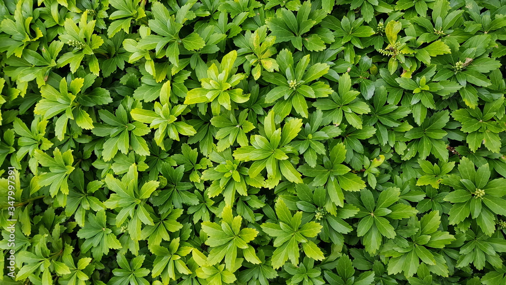 Obraz premium Pachysandra green carpet